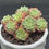 Thumbnail: Echeveria Minima cluster - old stems