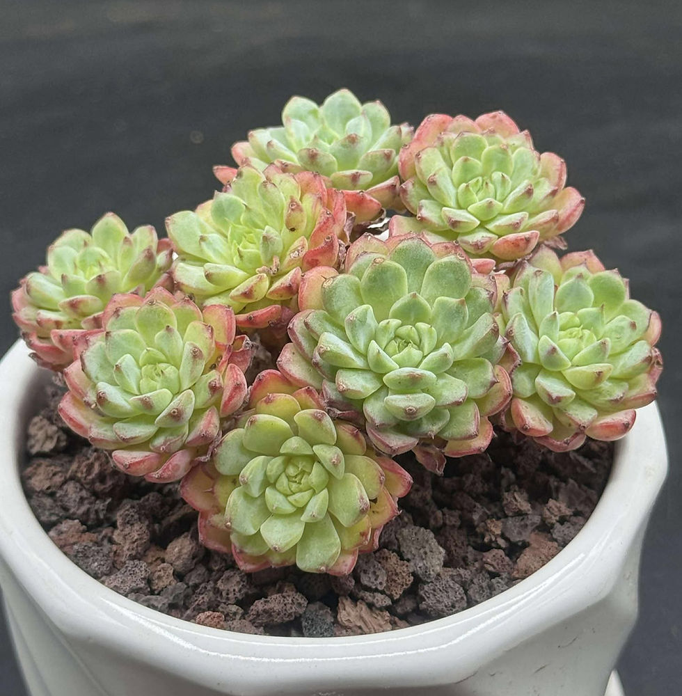 Echeveria Minima cluster - old stems