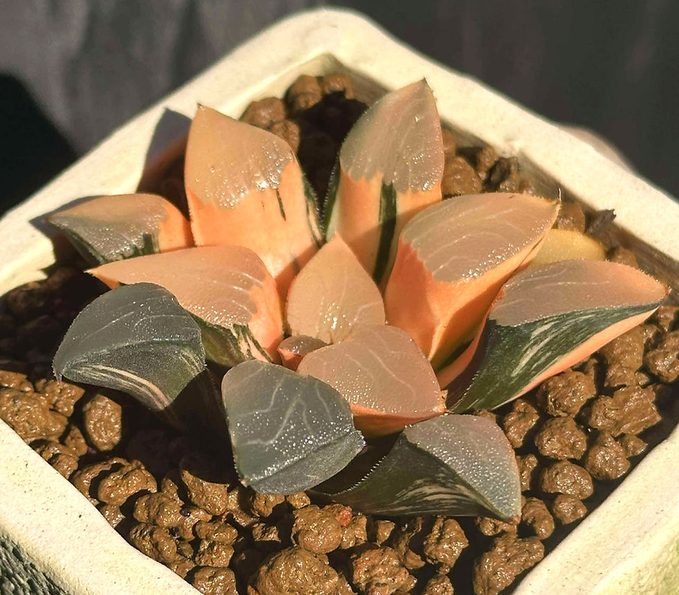 Haworthia Correcta variegated