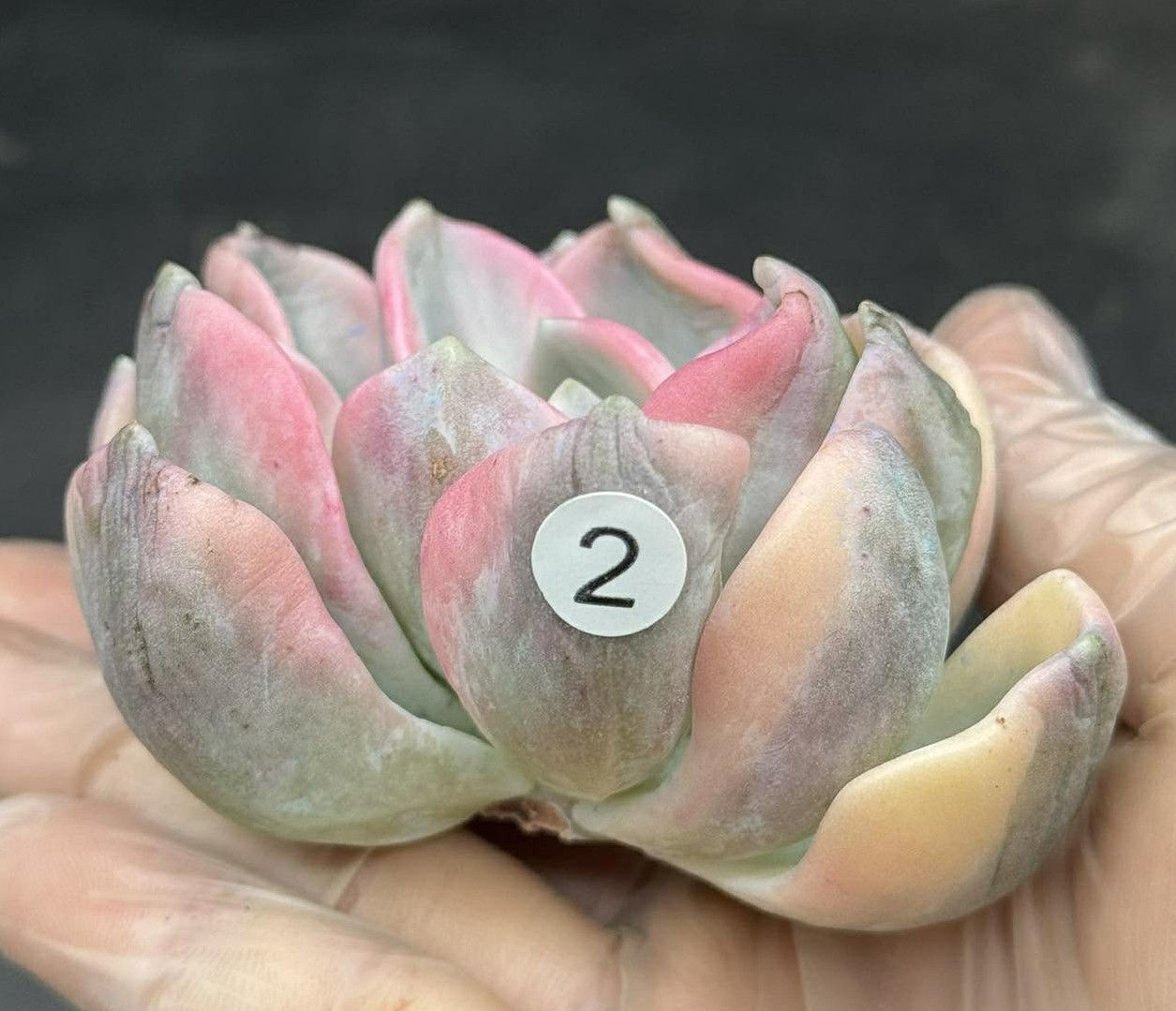 Echeveria Orpet 3" #2