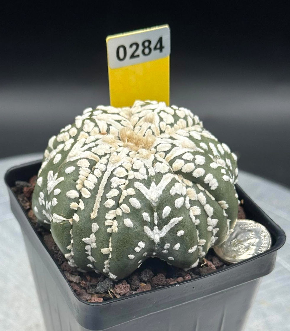 Thumbnail: Astro var - seed Grown - Thailand import - Healthy roots system #0284