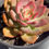 Thumbnail: Echeveria Golden Chimera variegated