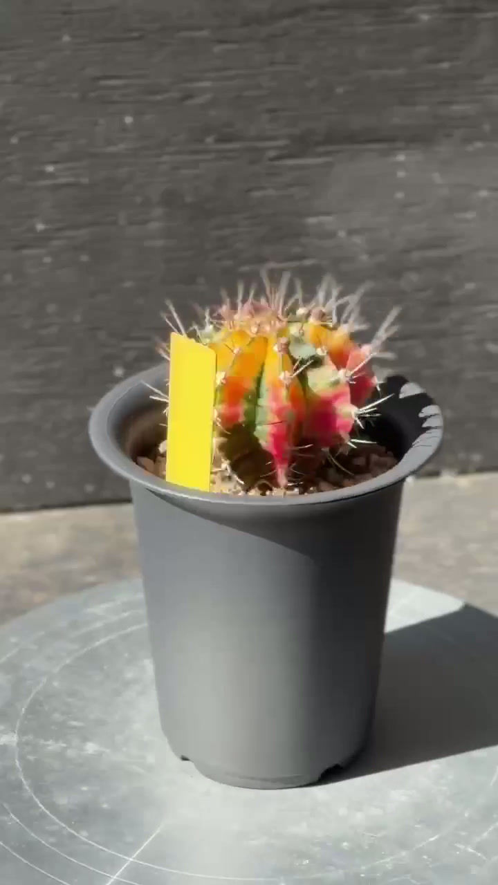 Thumbnail: Gynmocalycium variegated-seed grown-Thai imported-rare color in 5" pot #0530