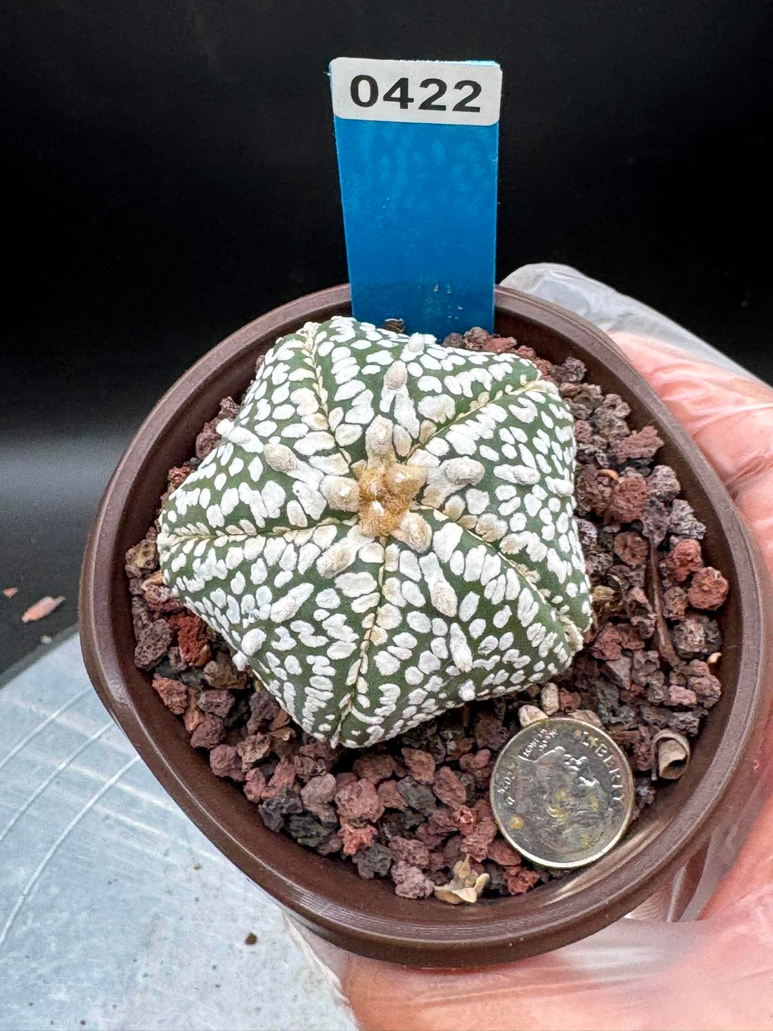 Astrophytum-Seed Growth-Thai Import #0422