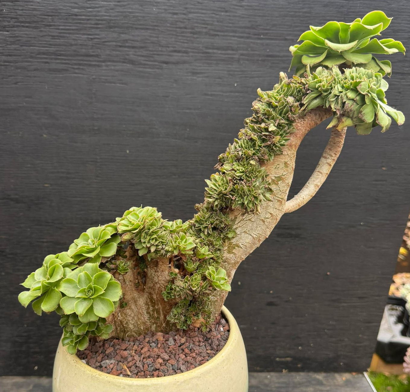 Aeonjum Green Abordeum crest