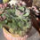 Thumbnail: Rare 2 in 1 Echeveria Beyonce and Raindrop cluster well rooted #84