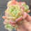 Thumbnail: Sedum Vanilla Bubble cluster