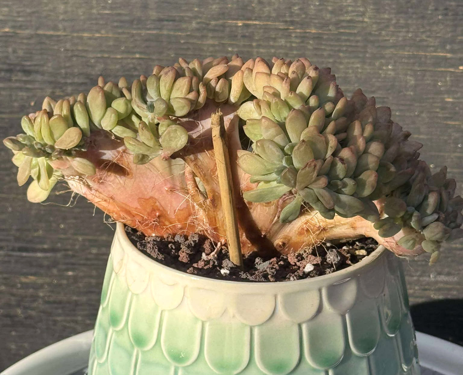 New Variety! Pachyphytum Xylitol crest