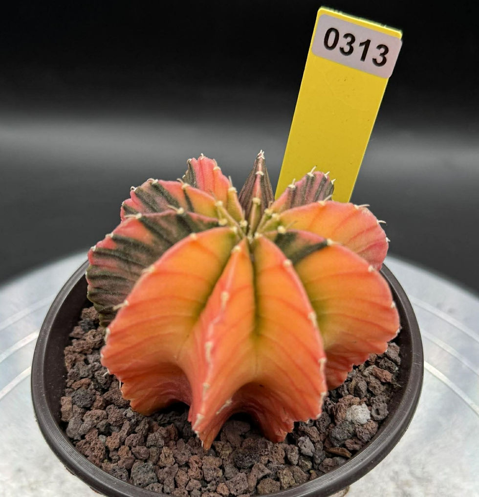 Thumbnail: Gynmocalycium variegated-seed grown Thailand imported-rare color #0313