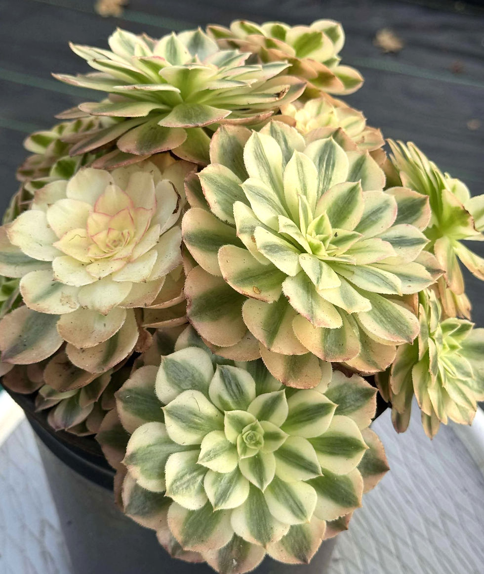 Thumbnail: Aeonium Red Halloween #F28