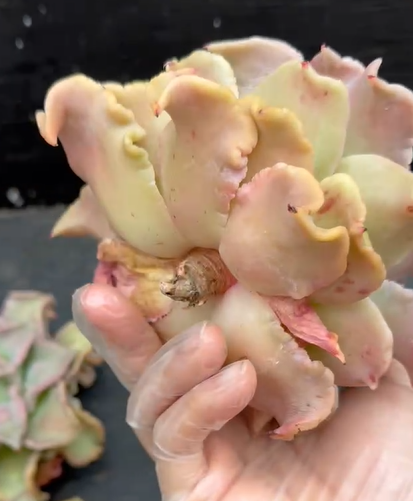 Thumbnail: Echeveria White Madiba with Bump