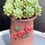 Thumbnail: Pachyphytum Rococo bonsai arrangement- pot included
