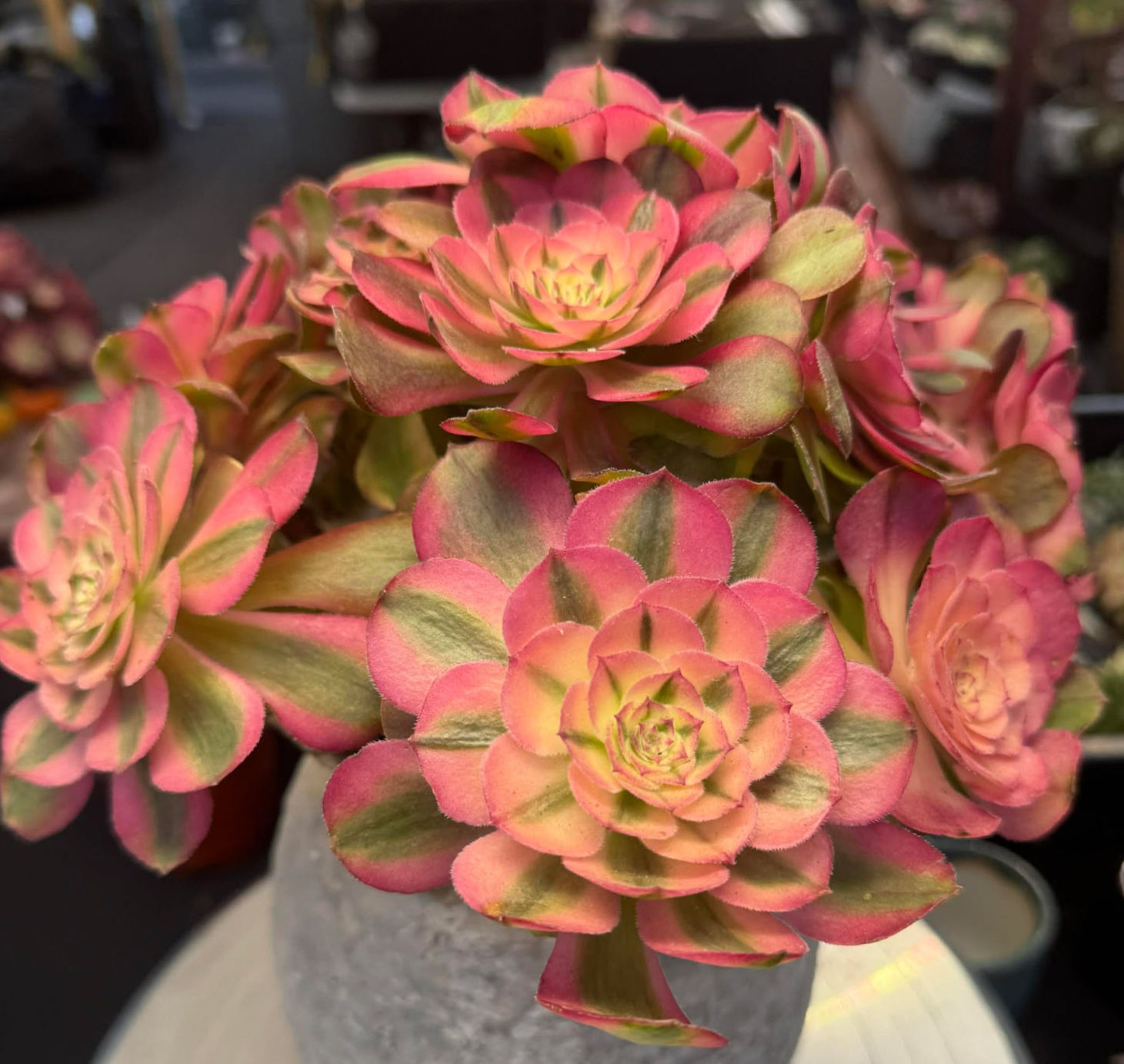 New Aeonium Strawberry variegated cluster hybrid Lychee and Allure #101