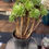 Thumbnail: Tall Aeonium Green Glaze variegated cluster well rooted #001