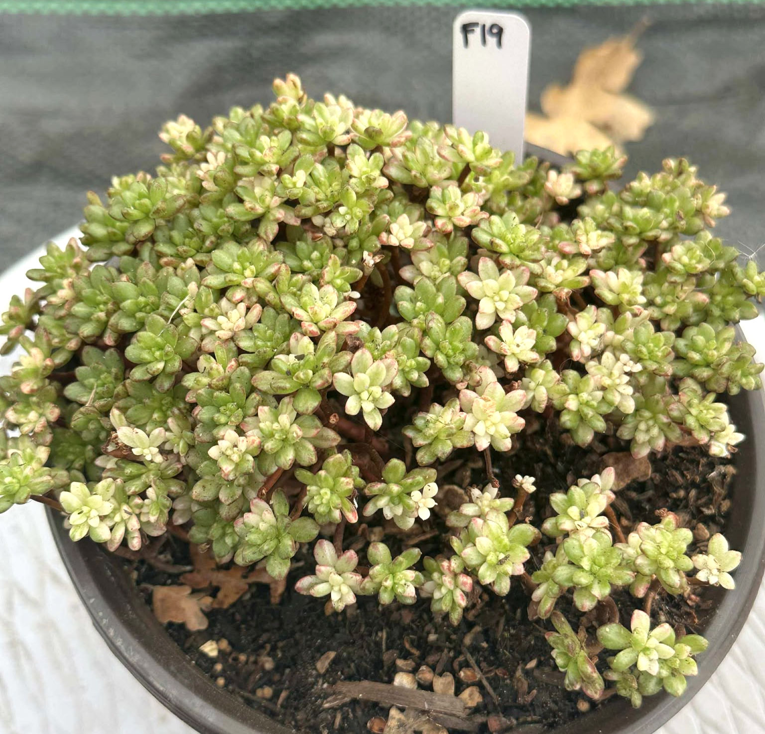 Aeonium Sedifolium variegated cluster well rooted in 6” pot #F19