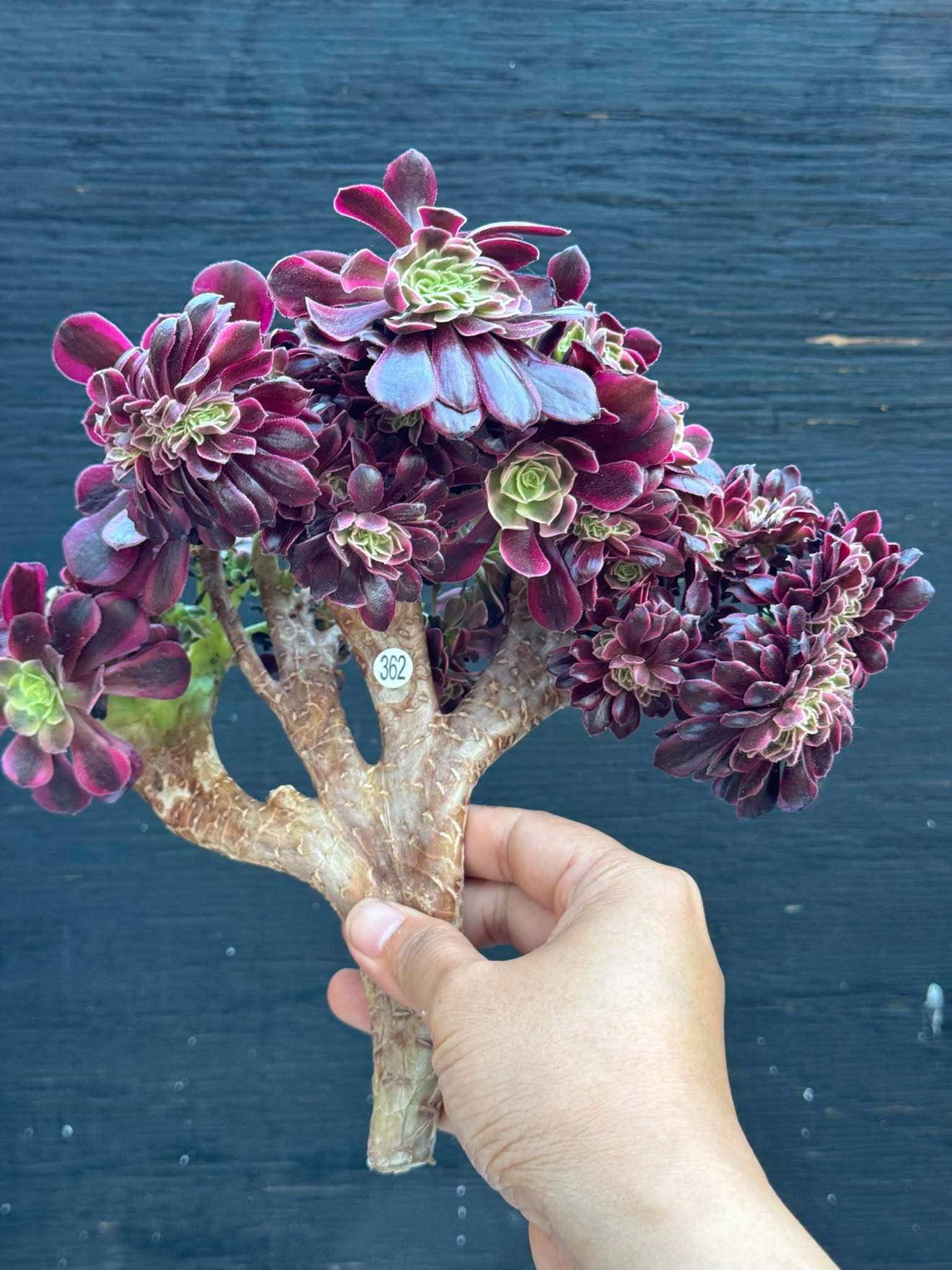 Aeonium Medusa crest cutting #362