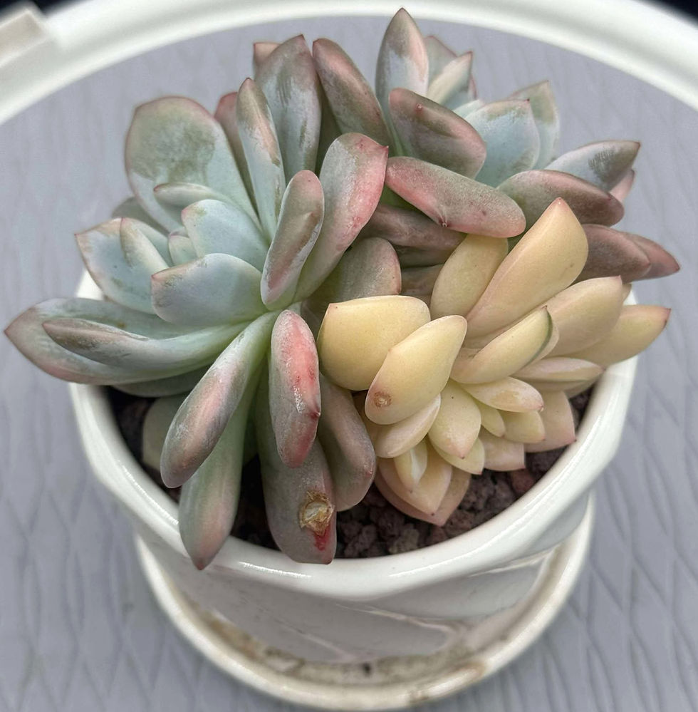 Echeveria Monroe variegated cluster