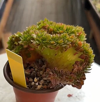 Thumbnail: Echeveria Candy Crest - well rooted in 4" pot #0315