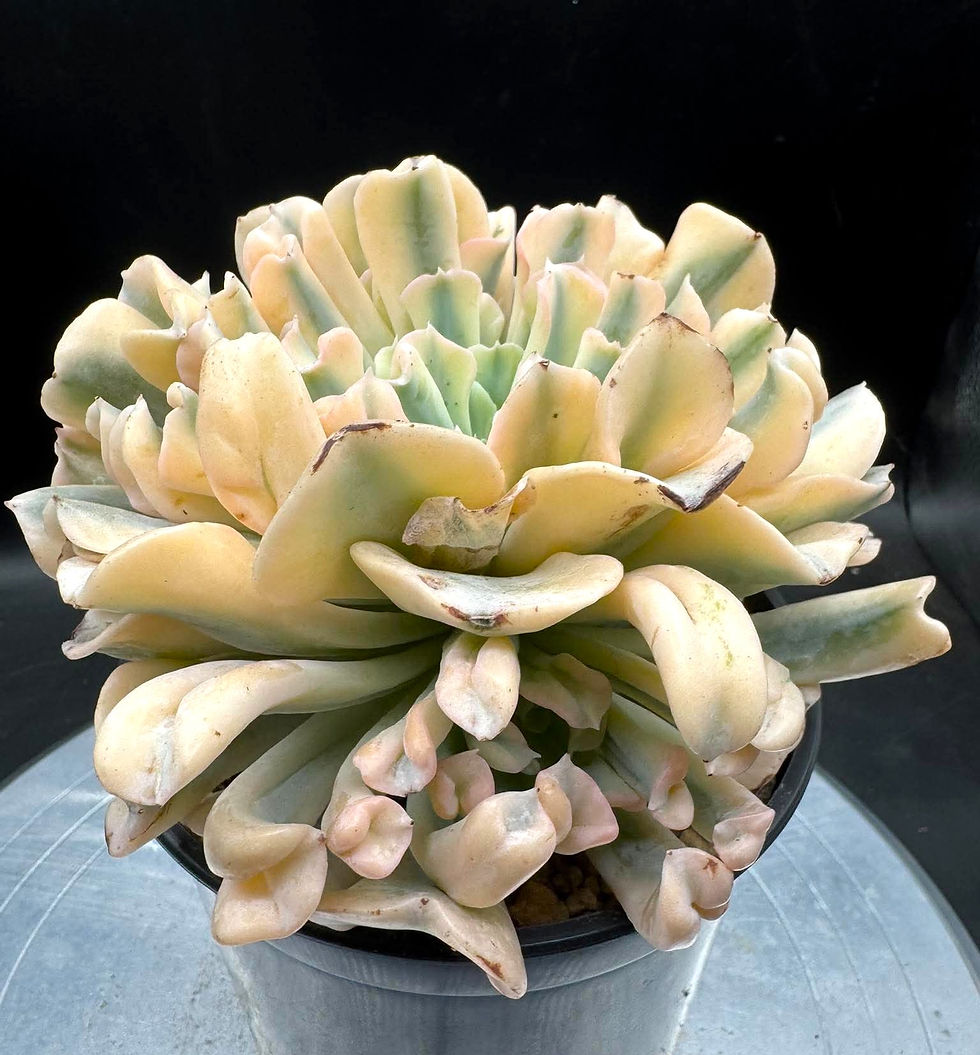 Thumbnail: Echeveria Topsy Turvey variegated cluster-grafting in 5" pot #Y0576
