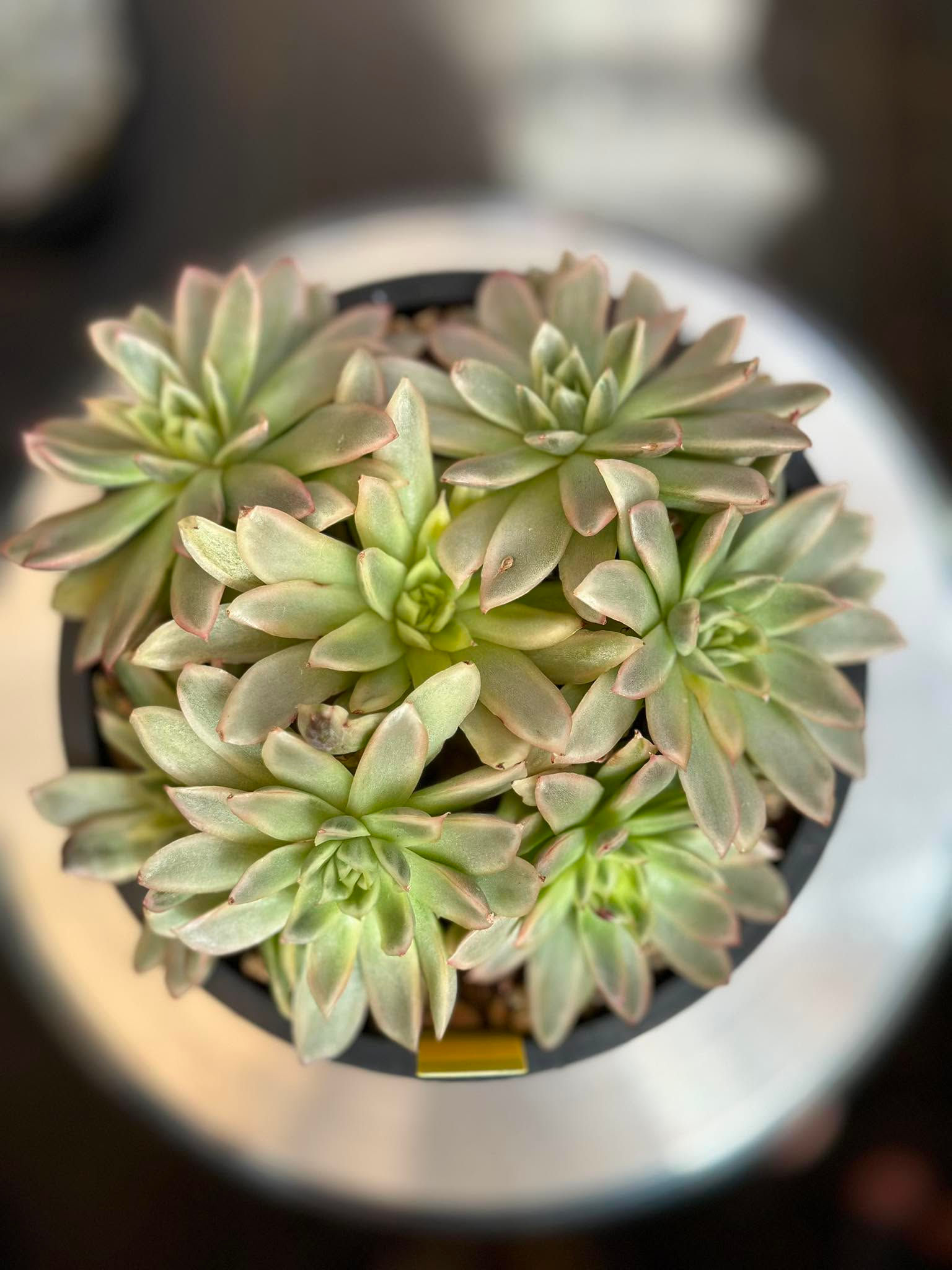 Echeveria White Butterfly #0567