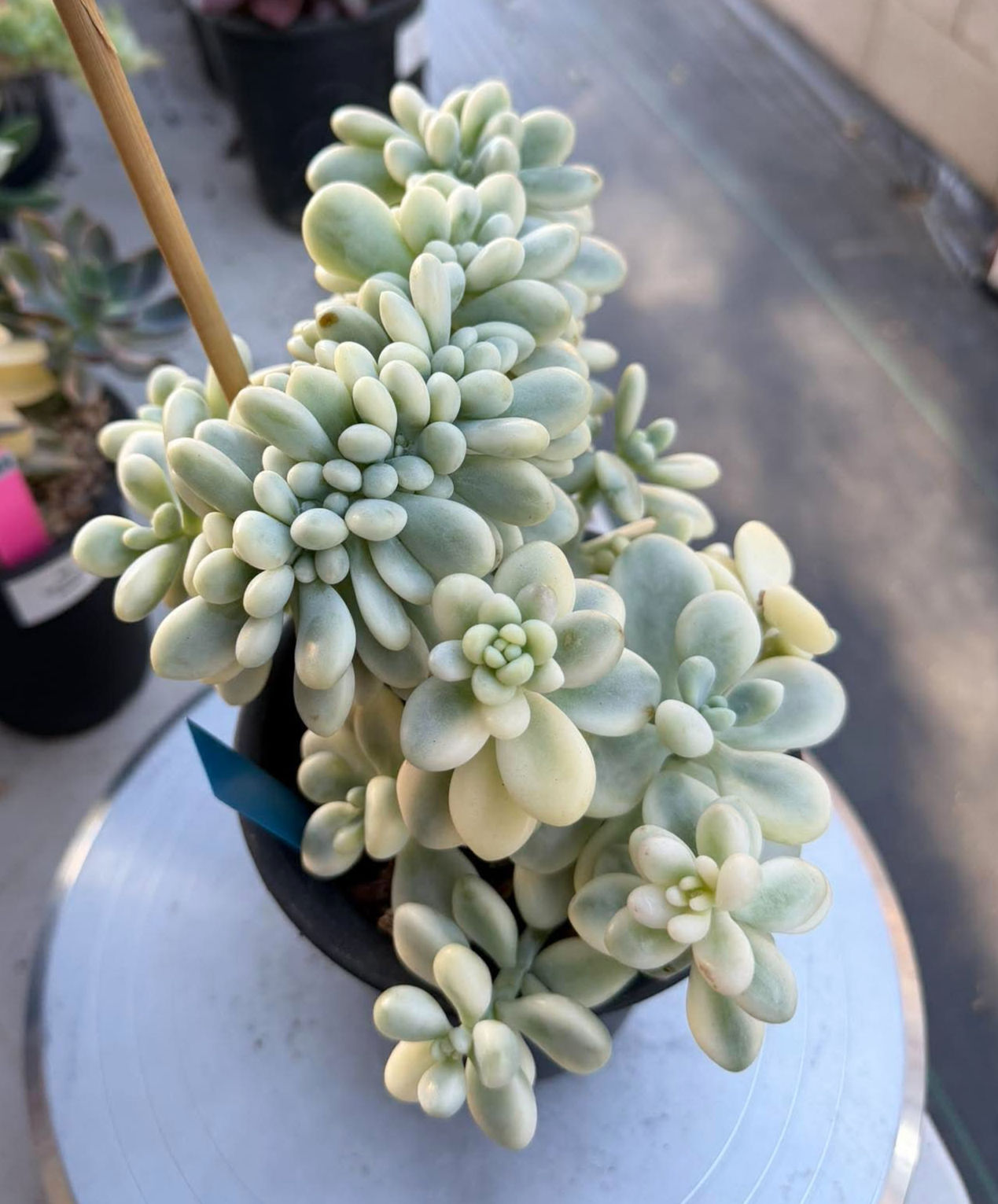 Loushen variegated crest #0845