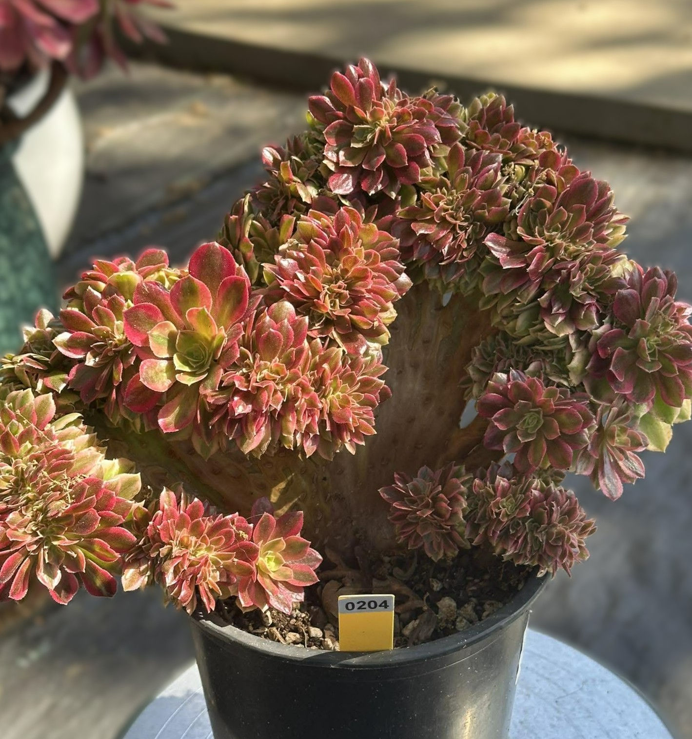Aeonium Pink Loushen crest well rooted in 1 gallon pot #0204