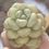 Thumbnail: Pachyphytum Bubble Gum