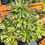 Thumbnail: Beautiful Big Aeonium Green Chanel #F22