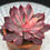 Thumbnail: Echeveria Lotus Flame variegated 3.5”