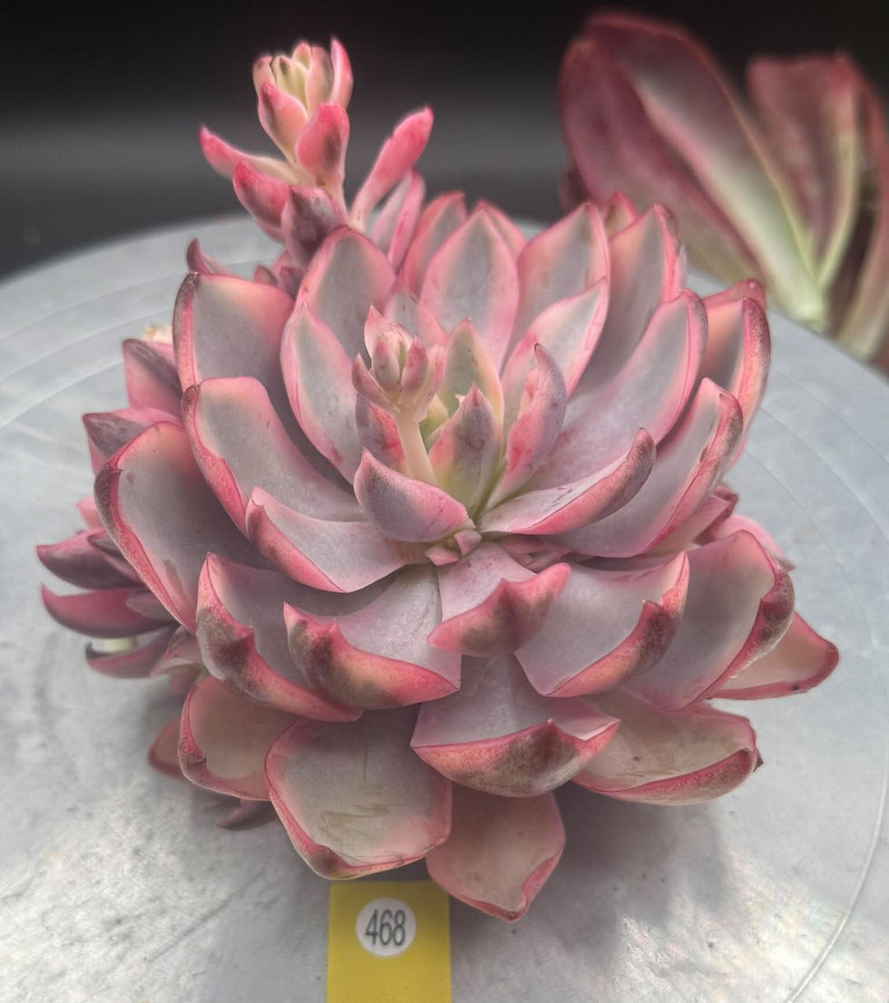 Thumbnail: Rare Echveria Pink Hera variegated #468