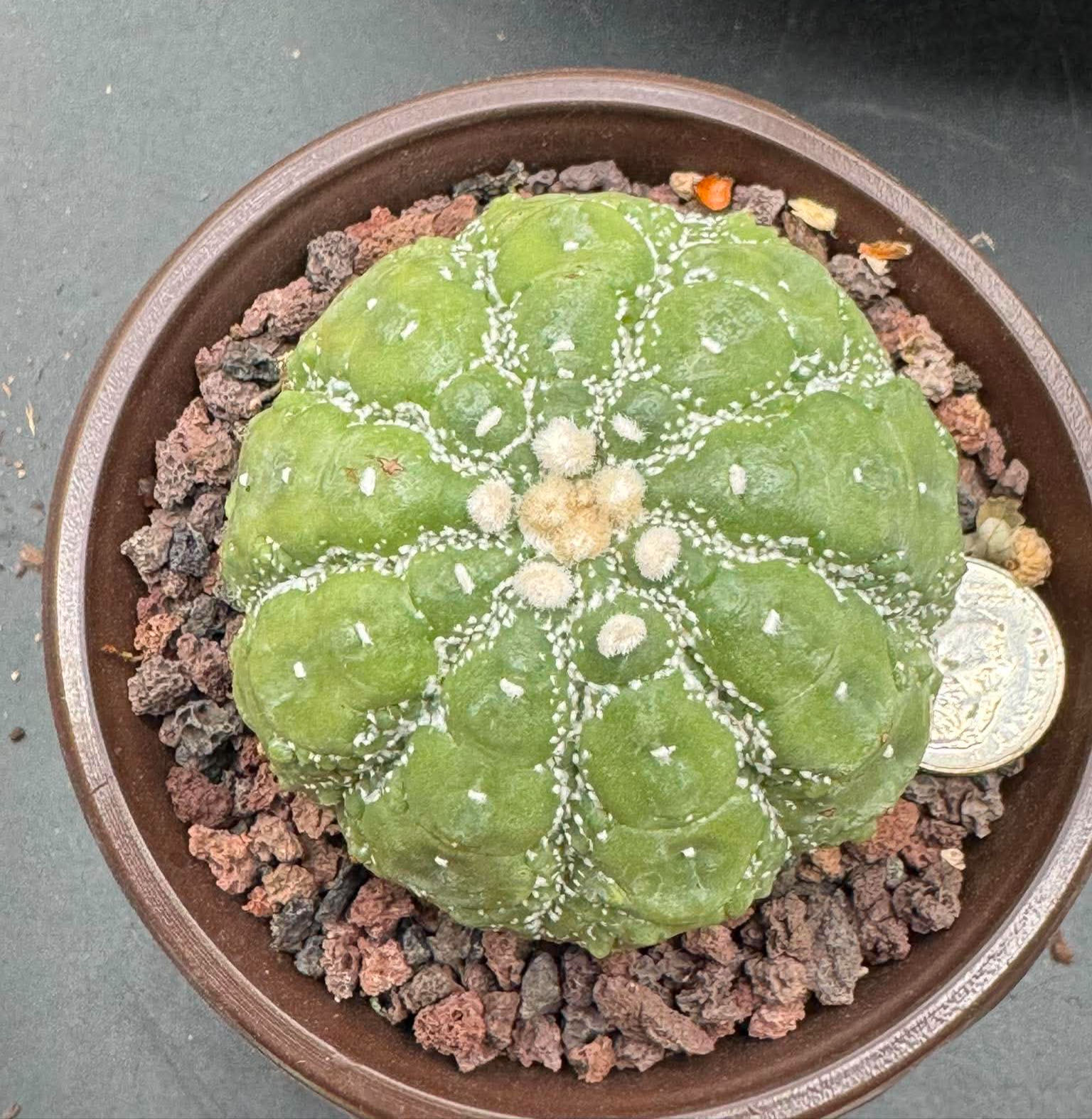 Astrophytum-Seed Growth-Thai Import #0419