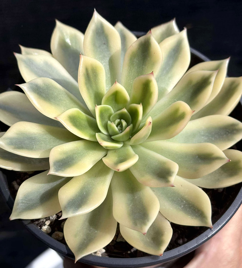 New Variety! Echeveria Jubilee variegated