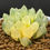 Thumbnail: Haworthia Cooperi Angel Wings variegated well rooted #7