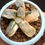 Thumbnail: Rare Haworthia Groenewaldii Variegated