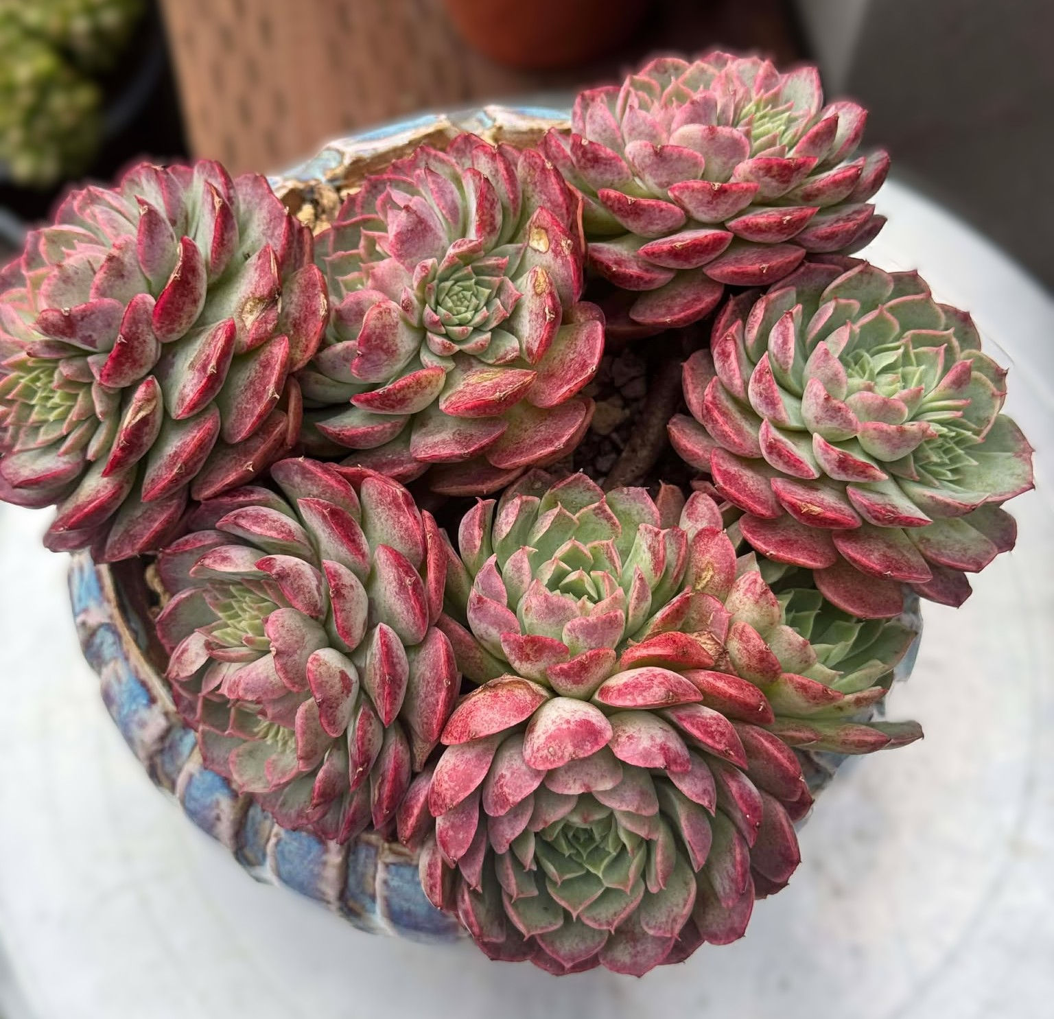 Echeveria Cinnamole Bar Cluster #100