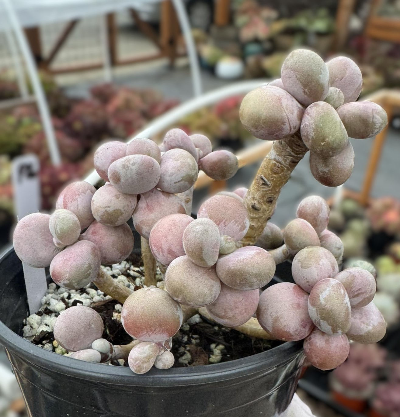 Pink Moonstone Round Shape well rooted in 5” pot #P26