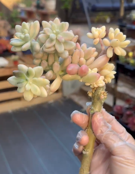 Thumbnail: Sedum Mermaid Tears Variegated - New Variety!