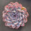 Thumbnail: Echeveria Lotus Fox 4”
