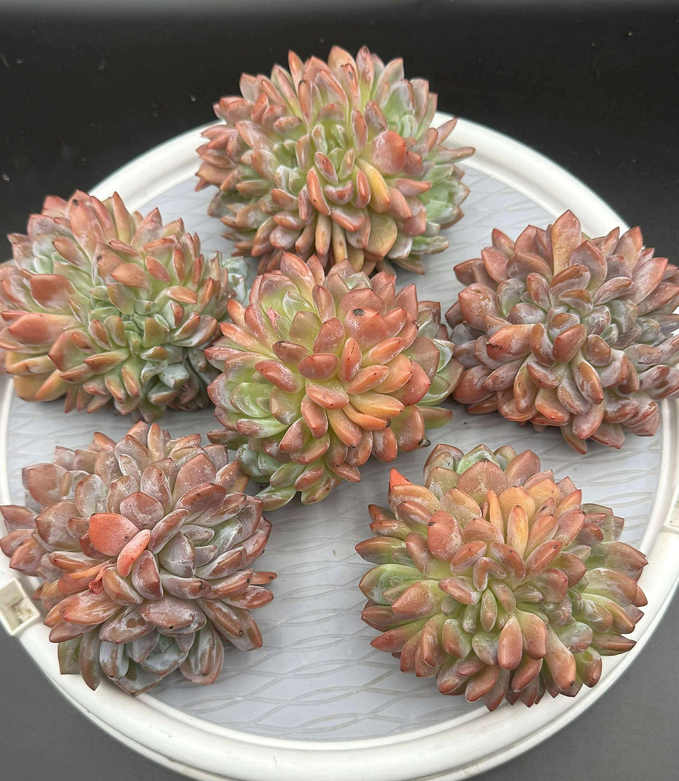 Echeveria Orange Monroe Crest