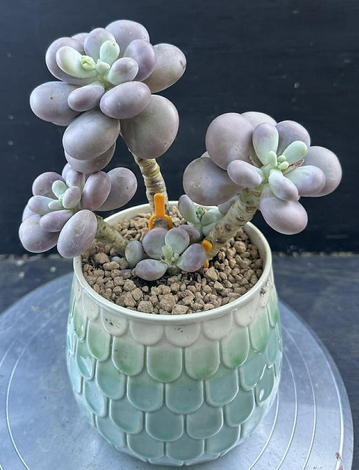 Big chubby Lavender Moonstone | Best Succulents USA