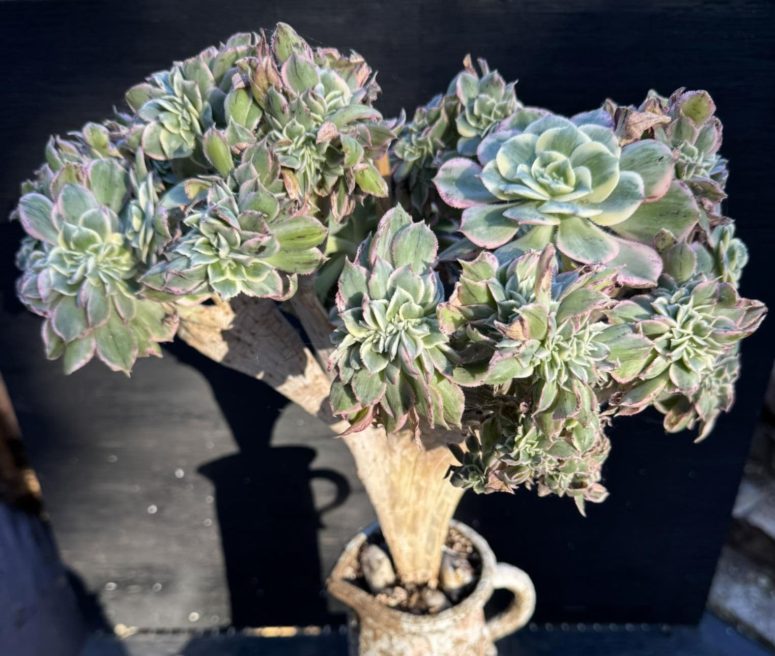 Aeonium Sunburst crest 15” #0414