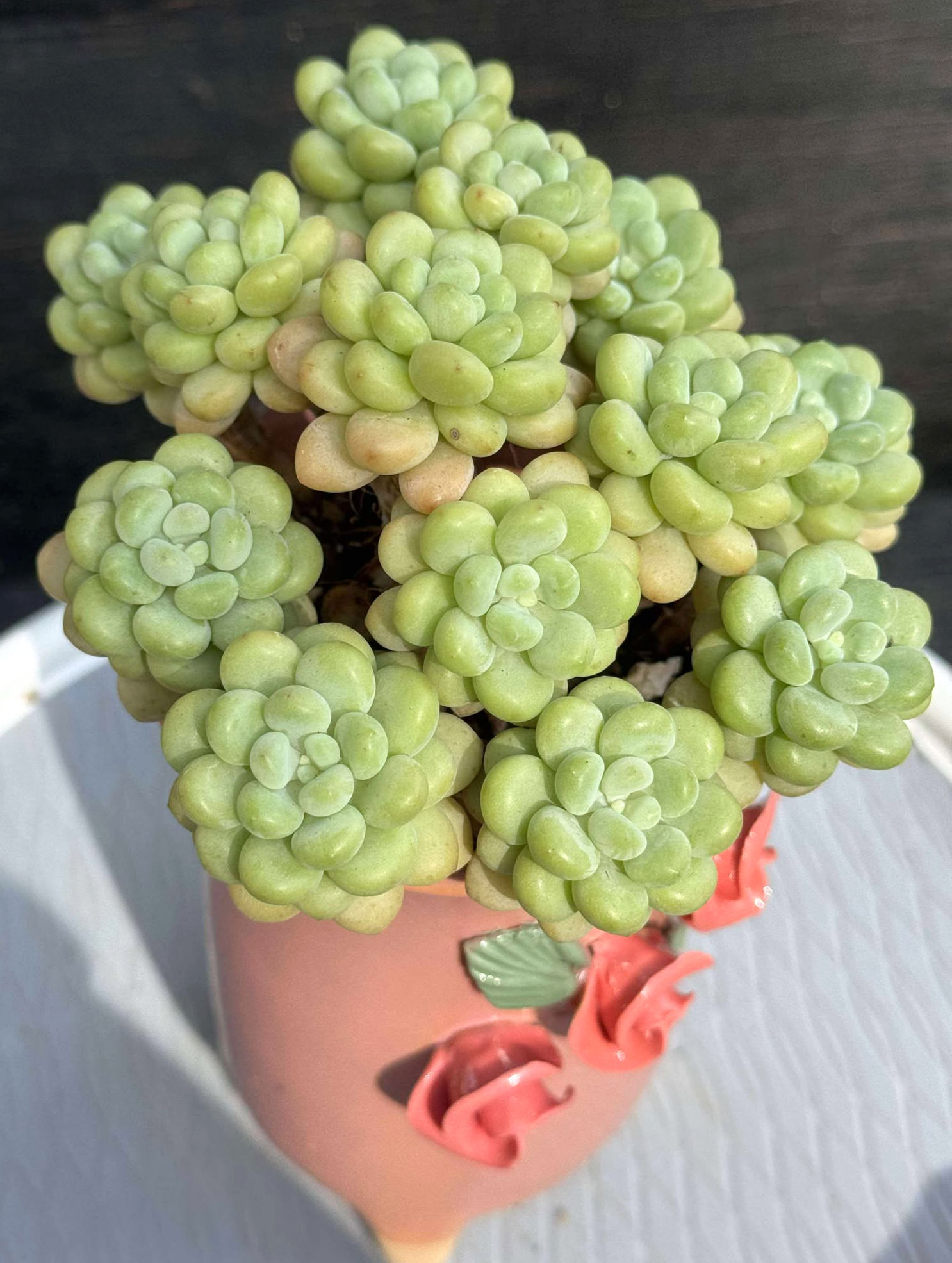 Pachyphytum Rococo bonsai arrangement- pot included