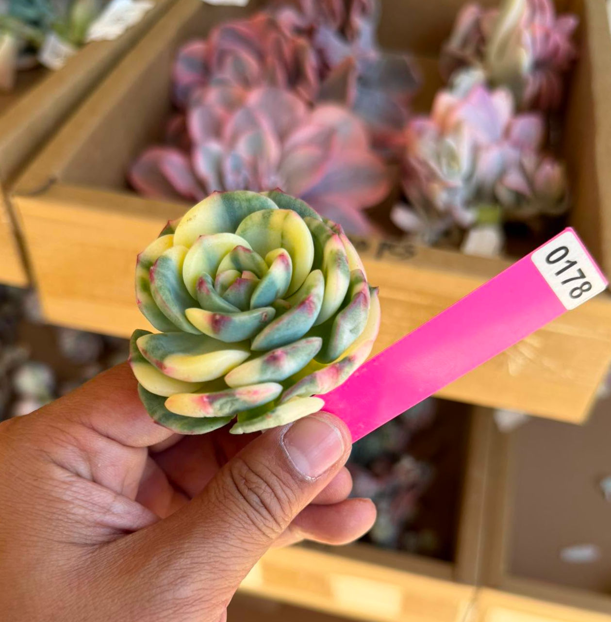 Echeveria salmon #0178