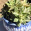 Thumbnail: Echeveria Flamenco variegated cluster with many heads