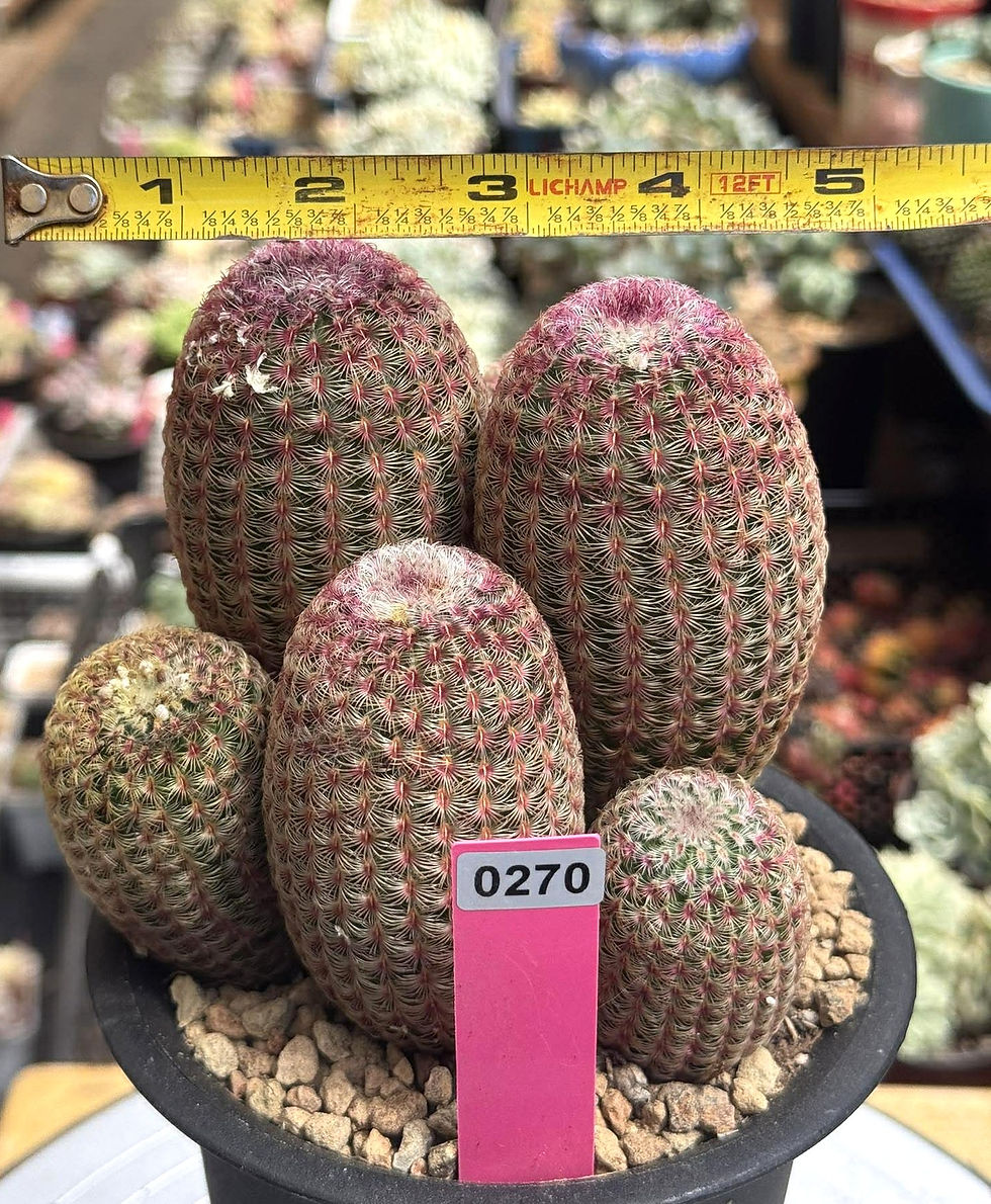 Thumbnail: Rainbow cactus cluster #0270