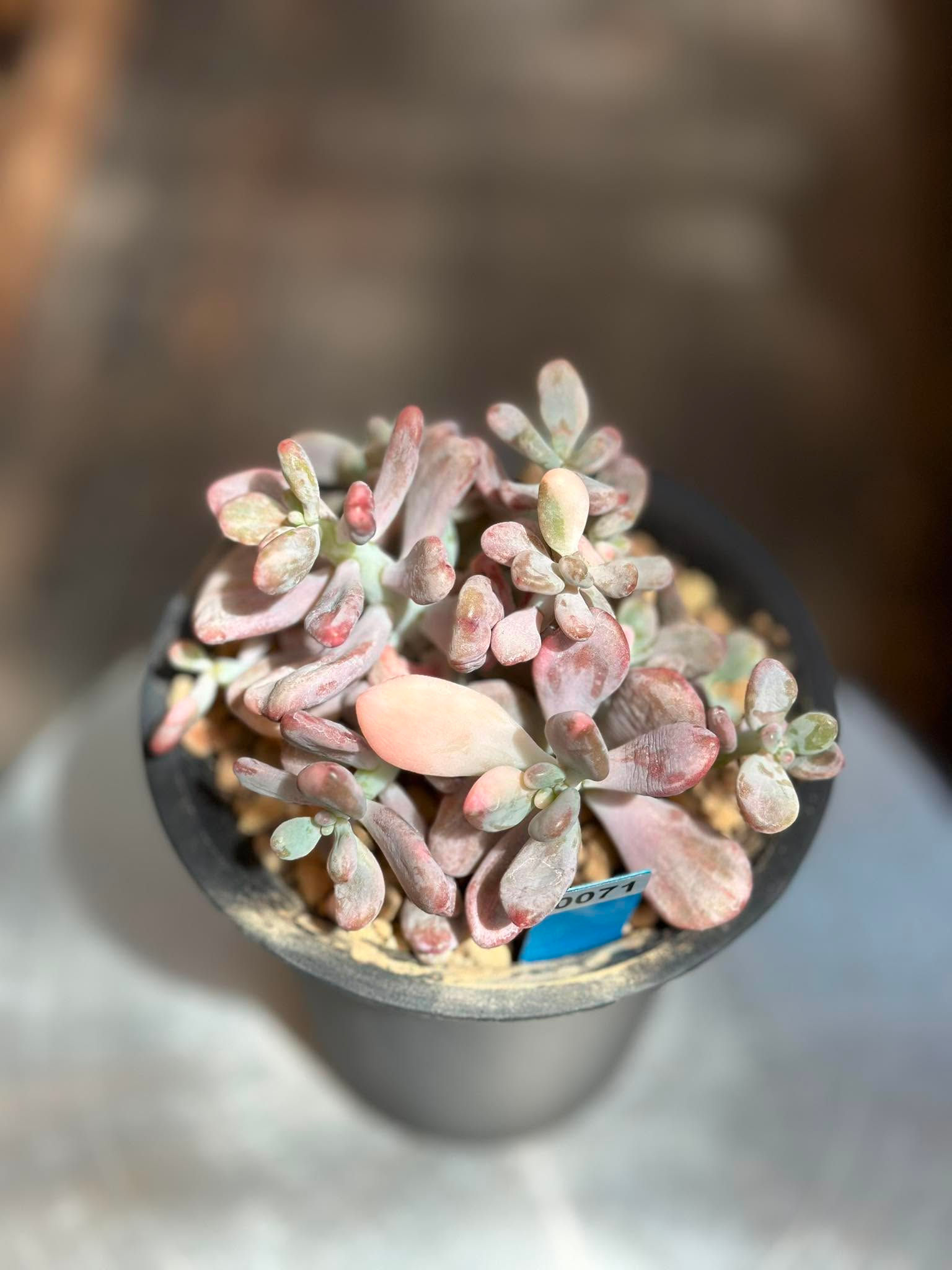 Pink Moonstone variegated - new import #0071