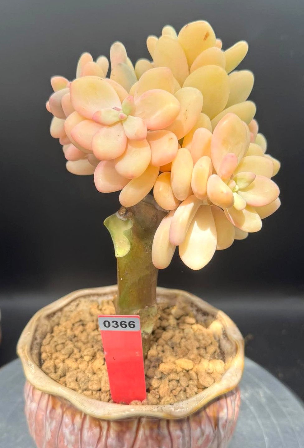 Thumbnail: Pachyphytum Golden Egg Drafting-Rare #0366