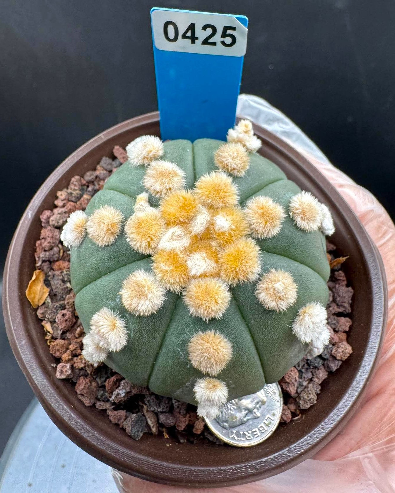 Astrophytum-Seed Growth-Thai Import #0425