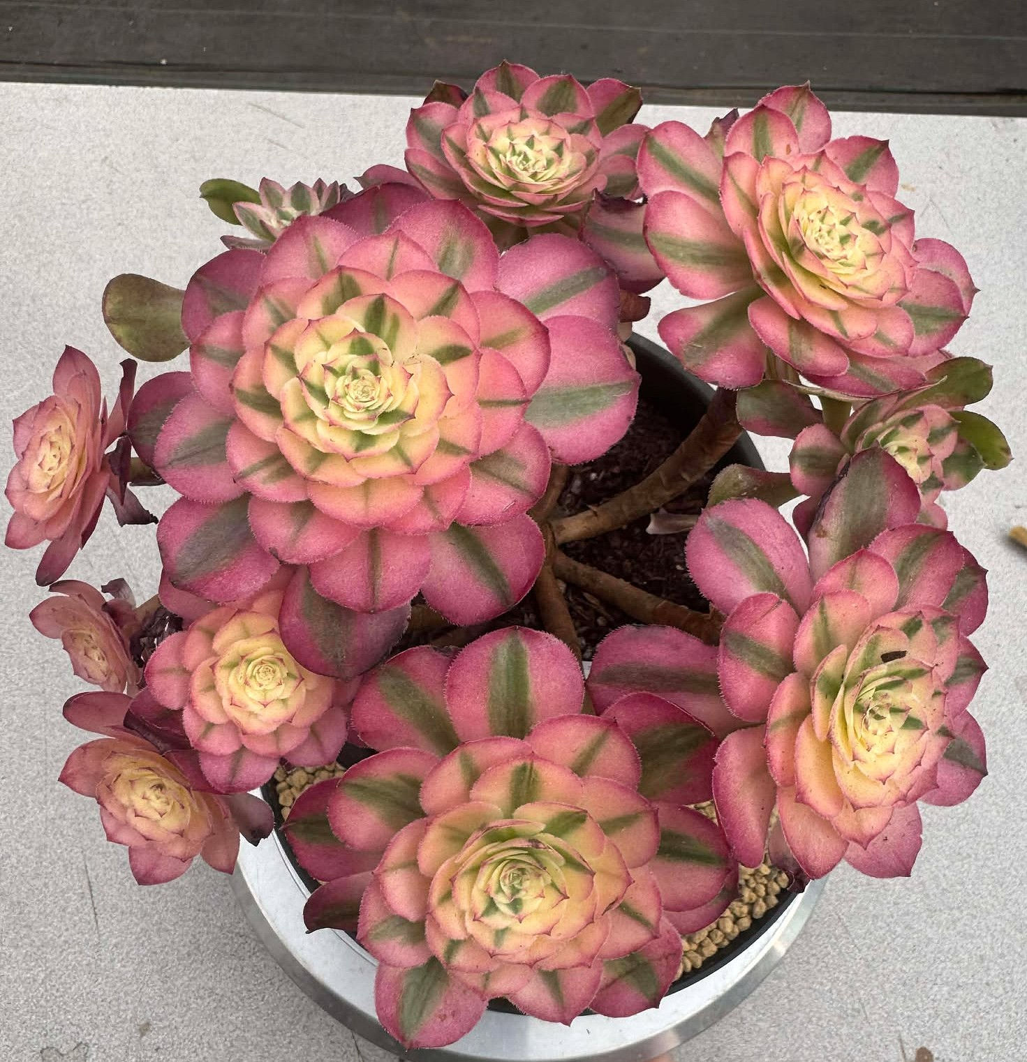 Aeonium Strawberry cluster #034