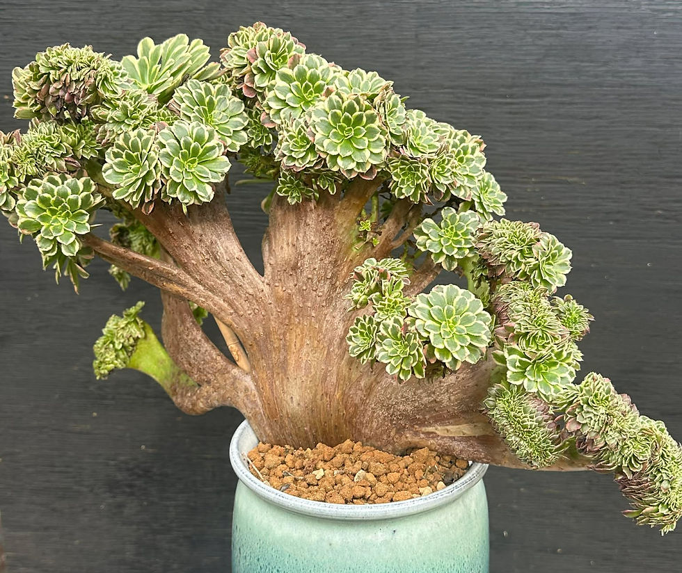 Aeonium Sunrise variegated crest 20”w well rooted #56